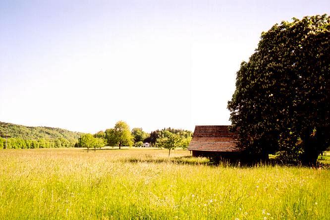 Feld in Boningen