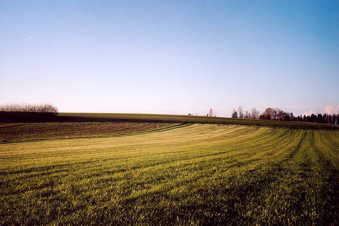 Feld in Williberg