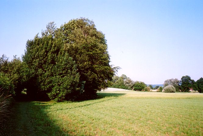 Feld in Rothrist