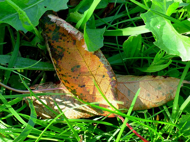 Wiese in Oftringen