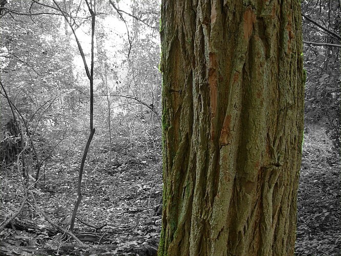 Seeregion zu Bleienbach