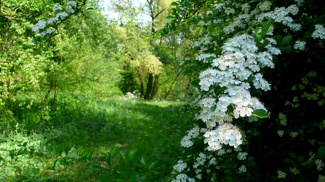 Weg in der Huppergrube Wangen