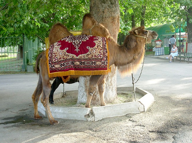 Zoo of Tashkent